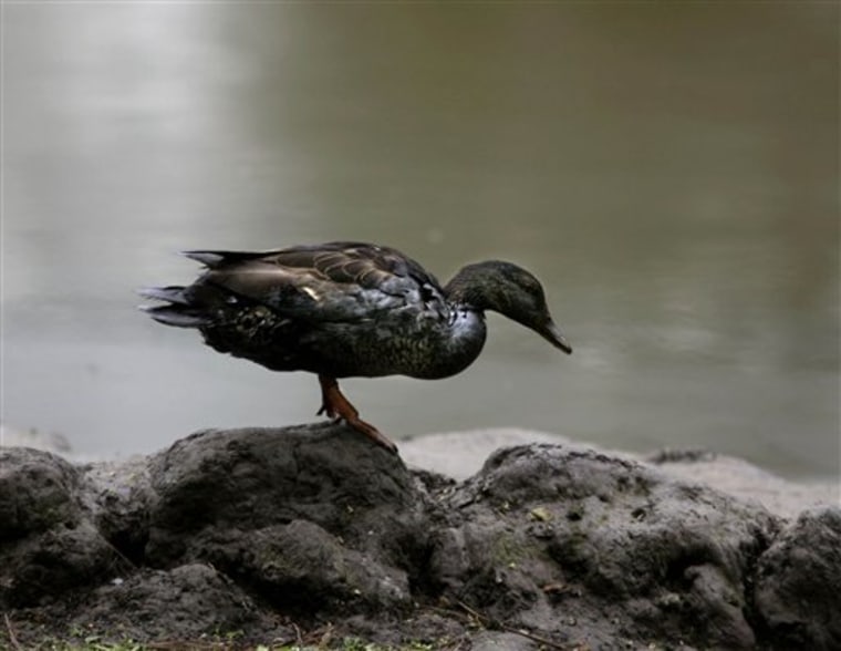 An oil-soaked mallard duck stands on a rock Saturday at Liberty Park in Salt Lake City after a broken Chevron pipe sent oil down Red Butte Creek to the park pond.